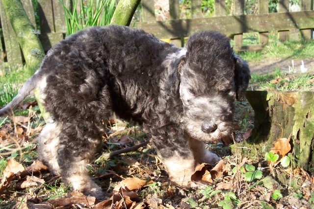 Ar-cen-ciel Arlequin 24.02 (25).JPG